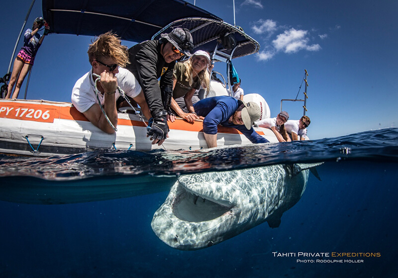 Members of Tahiti Private Expeditions on a rigid inflatable boat, meticulously tagging a shark in clear waters, showcasing their commitment to marine conservation.